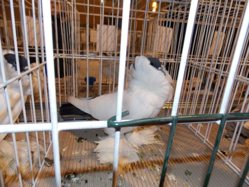  - EXPO-2019-ODORHEIU SECUIESC