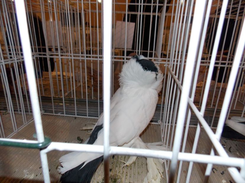  - EXPO-2019-ODORHEIU SECUIESC