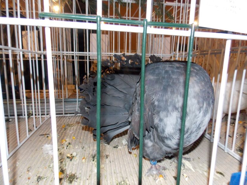  - EXPO-2019-ODORHEIU SECUIESC