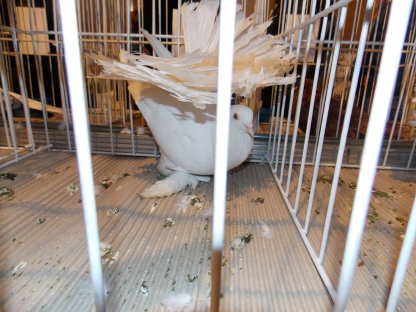  - EXPO-2019-ODORHEIU SECUIESC