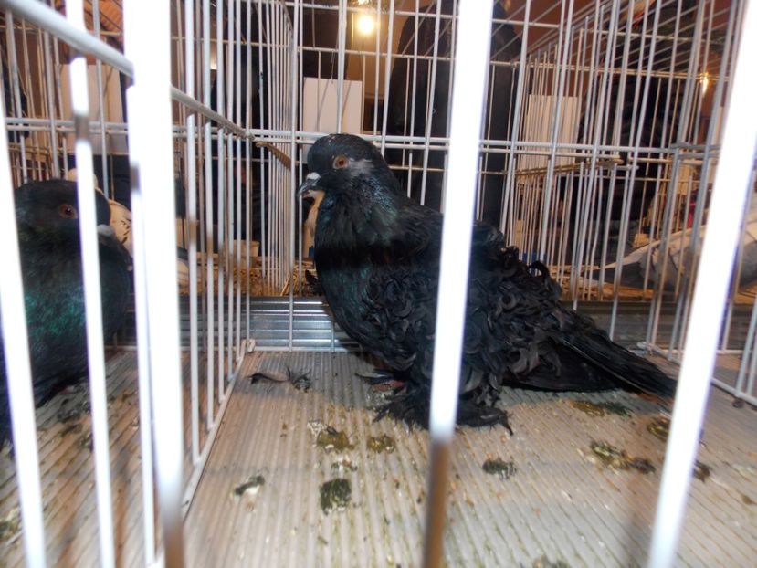  - EXPO-2019-ODORHEIU SECUIESC