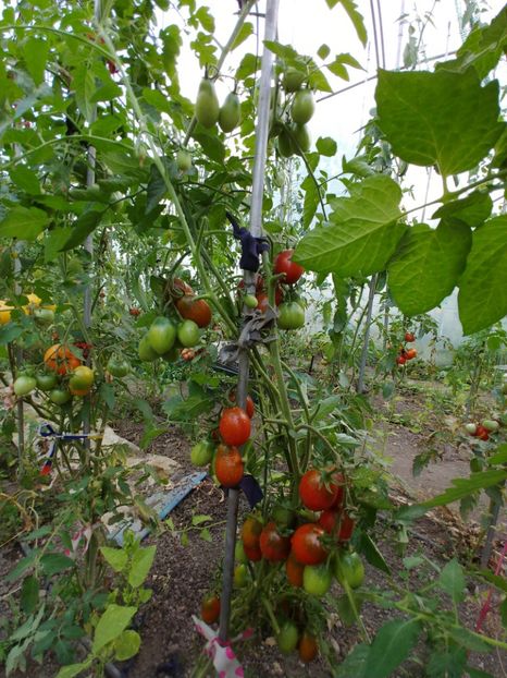 BLACK ROMA-EY 2018 (7) - BLACK ROMA