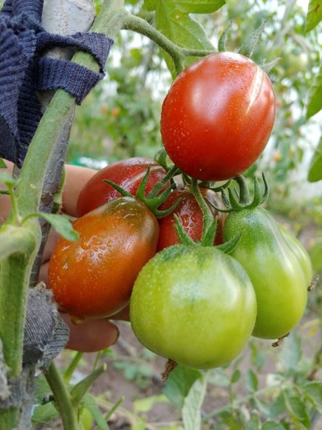 BLACK ROMA-EY 2018 (10) - BLACK ROMA