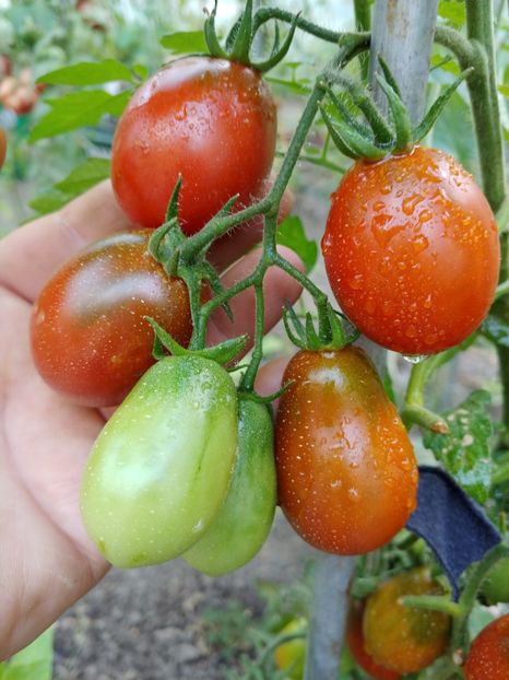 BLACK ROMA-EY 2018 (11) - BLACK ROMA