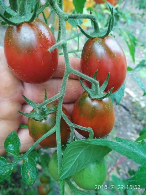 BLACK ROMA-EY 2018 (31) - BLACK ROMA