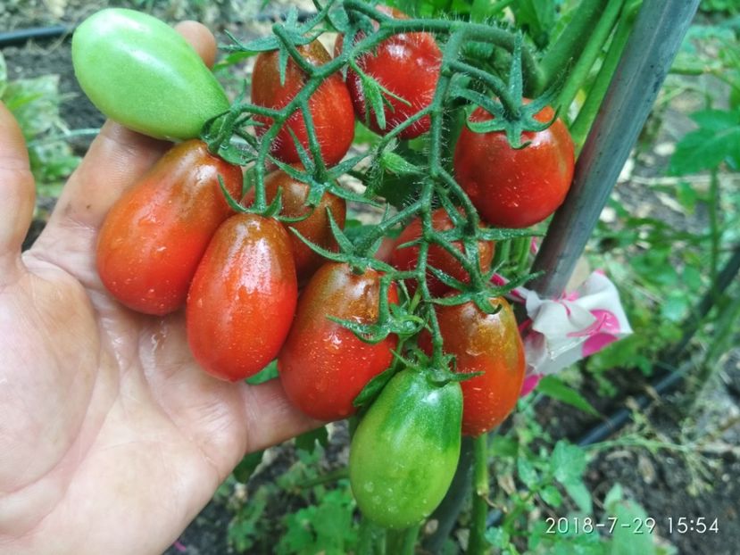 BLACK ROMA-EY 2018 (32) - BLACK ROMA