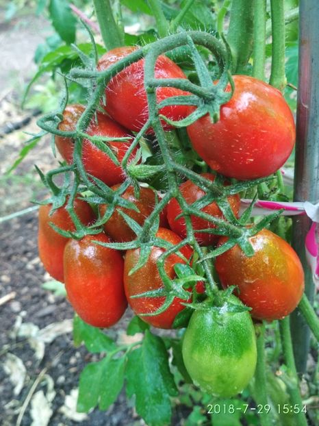 BLACK ROMA-EY 2018 (36) - BLACK ROMA