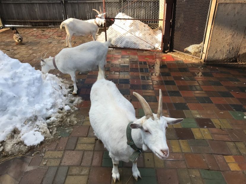 Capra saanen - Capra 1- Saanen