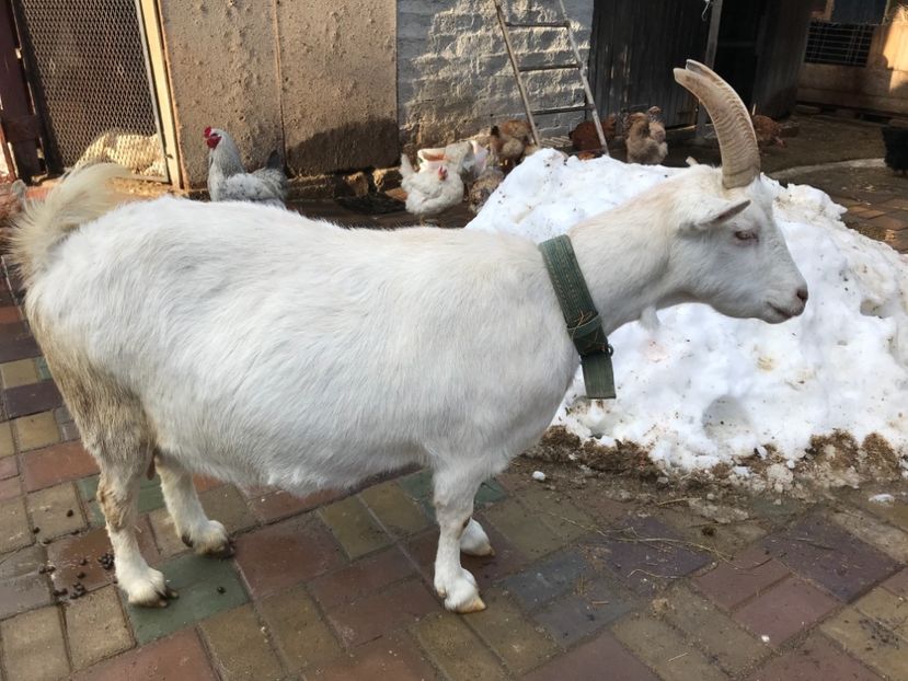 A 4-a fatare - Capra 1- Saanen