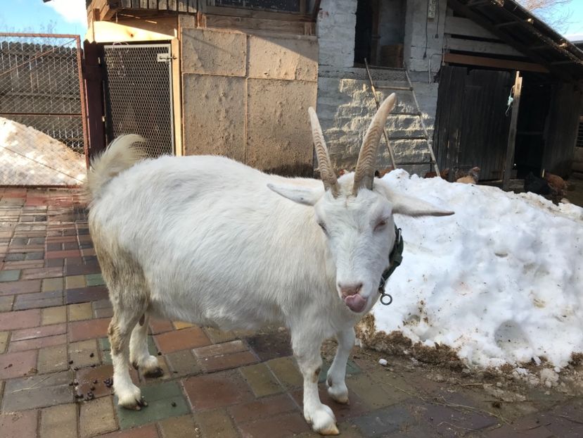 3,5 l in vârful lactatiei - Capra 1- Saanen