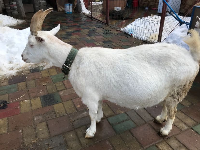 ultima fătare, tripleti - Capra 1- Saanen