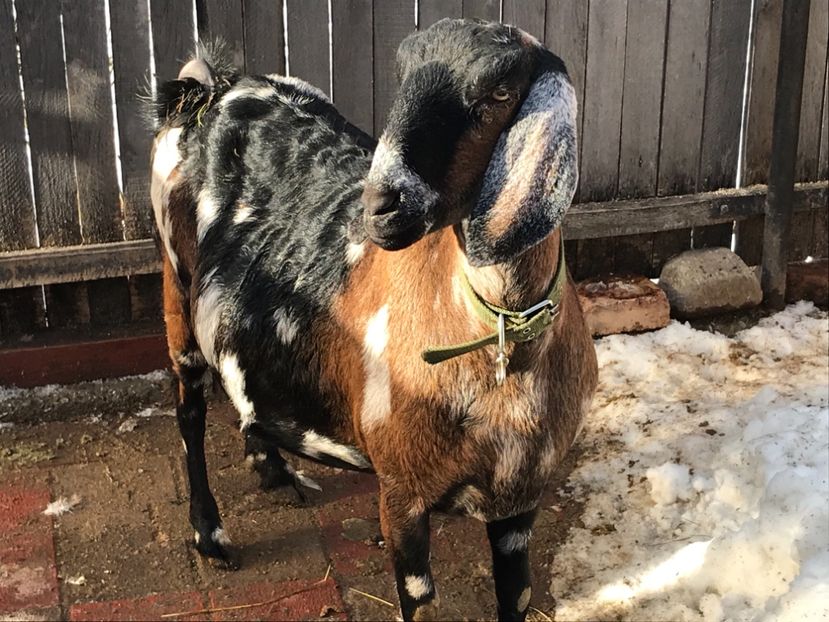 Capra anglonubiana - Capra 4- Anglonubiana