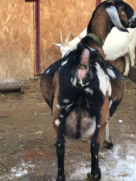 Aproape de fatare - Capra 4- Anglonubiana