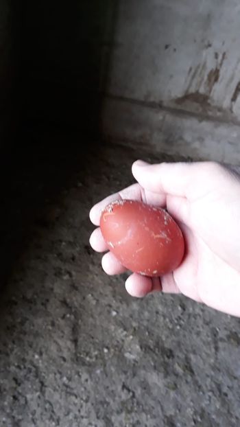 Primul ou de la tinerele din 2018 - 2019 Marans BlauSilber și BlackSilber