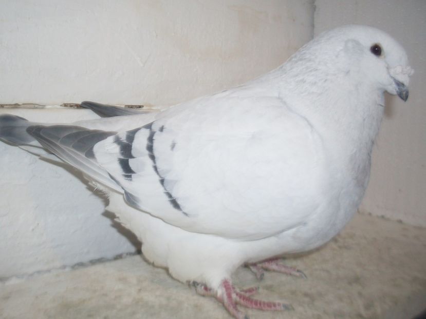 F 2014 - 000 FEMELE 2018