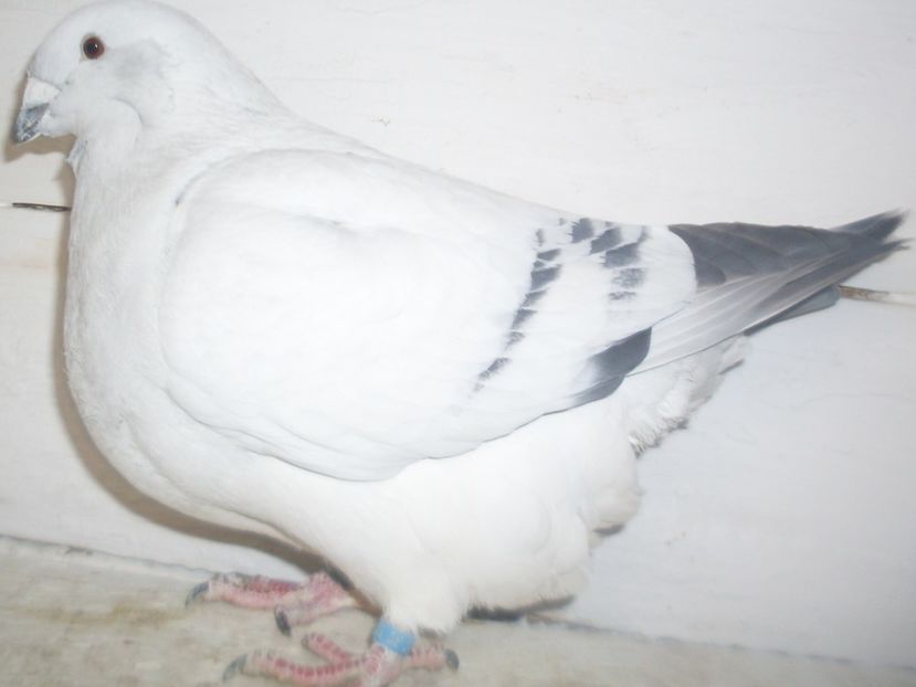 M 2018 - 000 MASCULI 2018