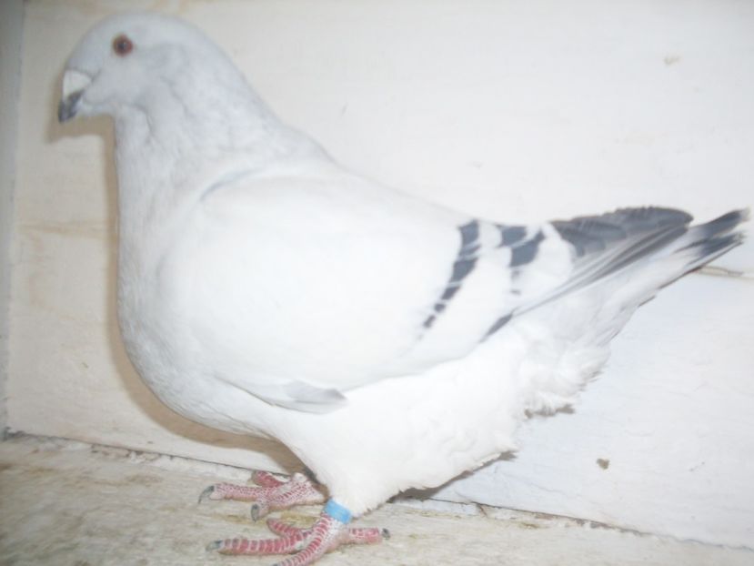 M 2018 - 000 MASCULI 2018