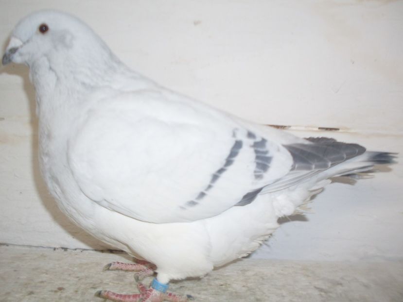 F 2018 - 000 FEMELE 2018