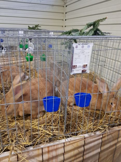  - u -EXPO TARA FAGARASULUI-EXPOZITIA NATIONALA CLUB BRAHMA-COCHIN FĂGĂRAȘ