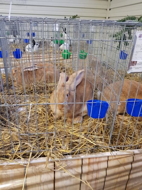  - u -EXPO TARA FAGARASULUI-EXPOZITIA NATIONALA CLUB BRAHMA-COCHIN FĂGĂRAȘ