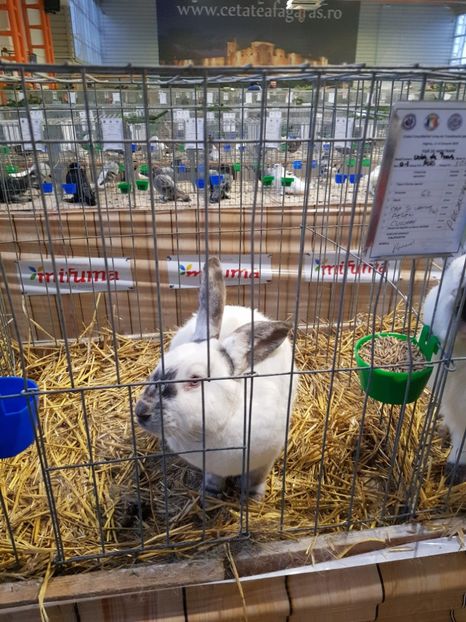  - u -EXPO TARA FAGARASULUI-EXPOZITIA NATIONALA CLUB BRAHMA-COCHIN FĂGĂRAȘ