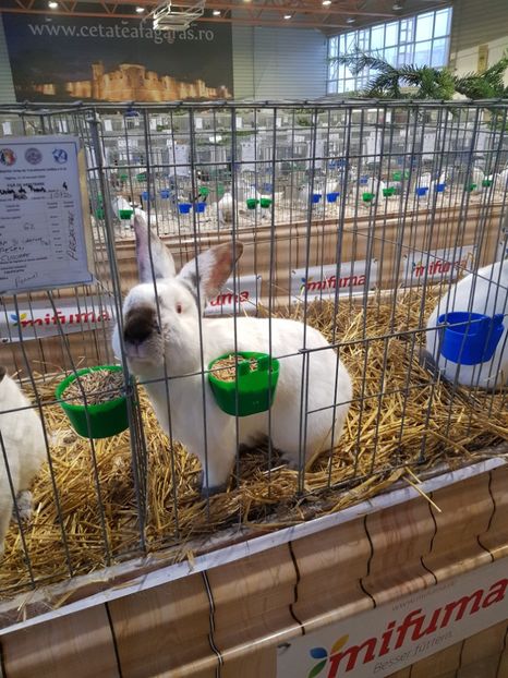  - u -EXPO TARA FAGARASULUI-EXPOZITIA NATIONALA CLUB BRAHMA-COCHIN FĂGĂRAȘ