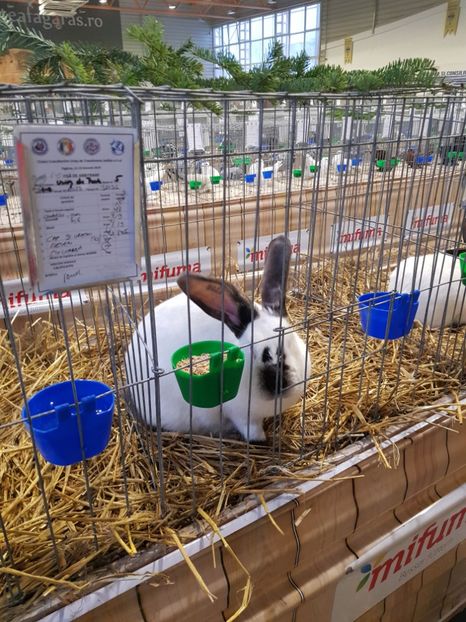  - u -EXPO TARA FAGARASULUI-EXPOZITIA NATIONALA CLUB BRAHMA-COCHIN FĂGĂRAȘ