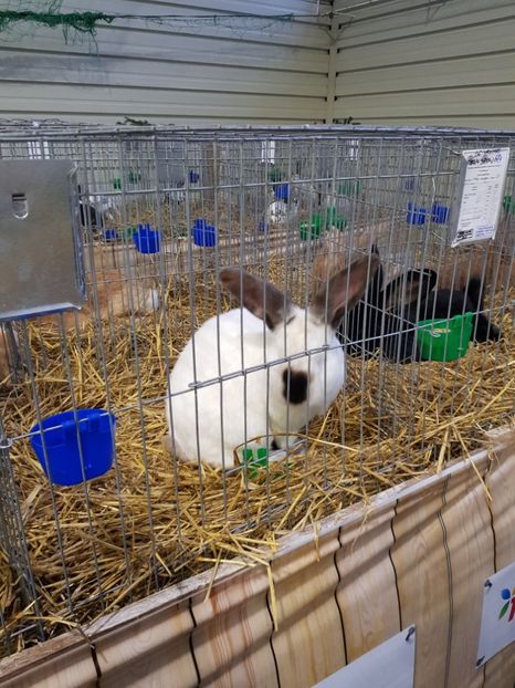 - u -EXPO TARA FAGARASULUI-EXPOZITIA NATIONALA CLUB BRAHMA-COCHIN FĂGĂRAȘ