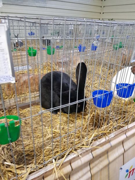  - u -EXPO TARA FAGARASULUI-EXPOZITIA NATIONALA CLUB BRAHMA-COCHIN FĂGĂRAȘ