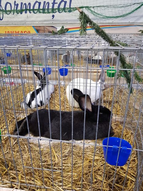  - u -EXPO TARA FAGARASULUI-EXPOZITIA NATIONALA CLUB BRAHMA-COCHIN FĂGĂRAȘ