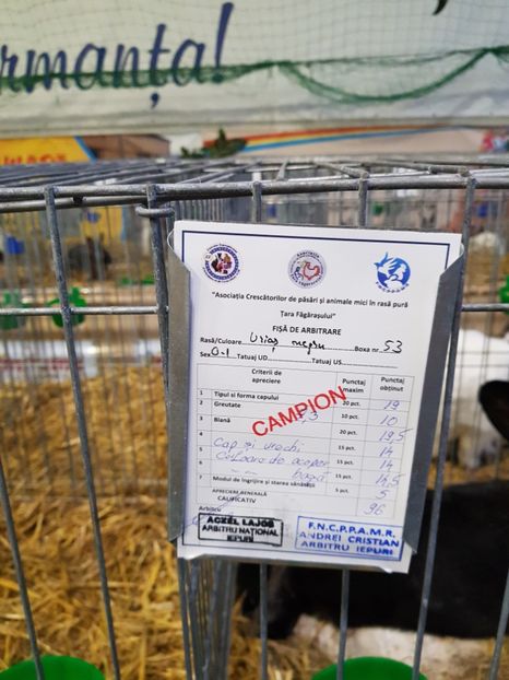  - u -EXPO TARA FAGARASULUI-EXPOZITIA NATIONALA CLUB BRAHMA-COCHIN FĂGĂRAȘ