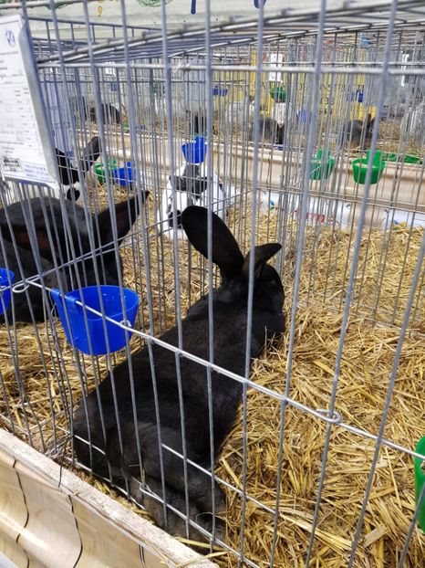  - u -EXPO TARA FAGARASULUI-EXPOZITIA NATIONALA CLUB BRAHMA-COCHIN FĂGĂRAȘ