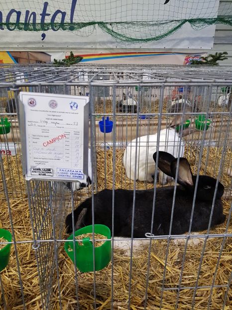  - u -EXPO TARA FAGARASULUI-EXPOZITIA NATIONALA CLUB BRAHMA-COCHIN FĂGĂRAȘ
