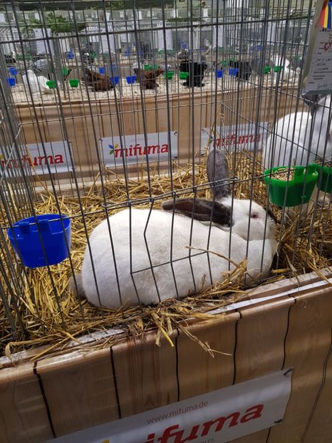  - u -EXPO TARA FAGARASULUI-EXPOZITIA NATIONALA CLUB BRAHMA-COCHIN FĂGĂRAȘ