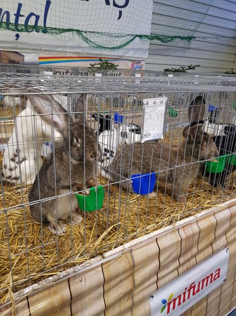  - u -EXPO TARA FAGARASULUI-EXPOZITIA NATIONALA CLUB BRAHMA-COCHIN FĂGĂRAȘ