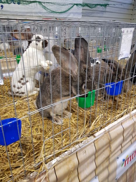  - u -EXPO TARA FAGARASULUI-EXPOZITIA NATIONALA CLUB BRAHMA-COCHIN FĂGĂRAȘ