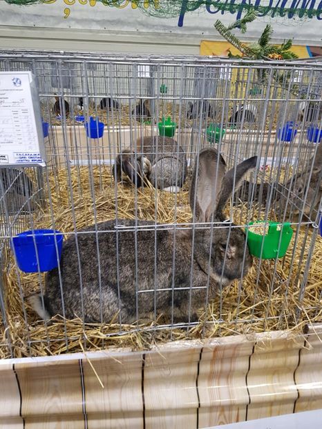  - u -EXPO TARA FAGARASULUI-EXPOZITIA NATIONALA CLUB BRAHMA-COCHIN FĂGĂRAȘ