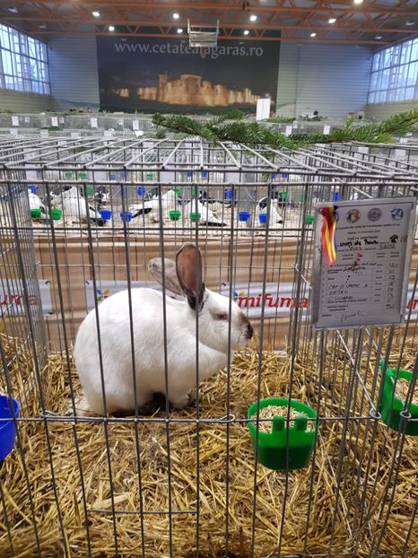  - u -EXPO TARA FAGARASULUI-EXPOZITIA NATIONALA CLUB BRAHMA-COCHIN FĂGĂRAȘ