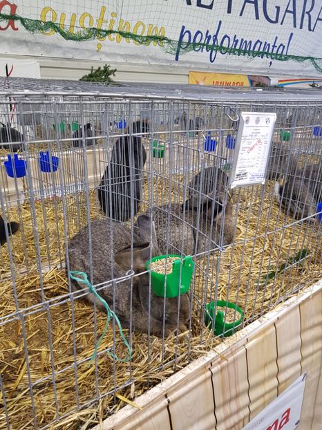  - u -EXPO TARA FAGARASULUI-EXPOZITIA NATIONALA CLUB BRAHMA-COCHIN FĂGĂRAȘ
