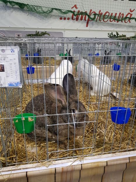  - u -EXPO TARA FAGARASULUI-EXPOZITIA NATIONALA CLUB BRAHMA-COCHIN FĂGĂRAȘ
