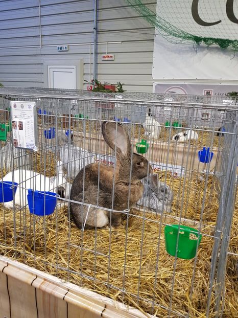  - u -EXPO TARA FAGARASULUI-EXPOZITIA NATIONALA CLUB BRAHMA-COCHIN FĂGĂRAȘ