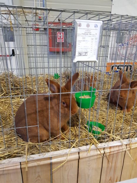  - u -EXPO TARA FAGARASULUI-EXPOZITIA NATIONALA CLUB BRAHMA-COCHIN FĂGĂRAȘ