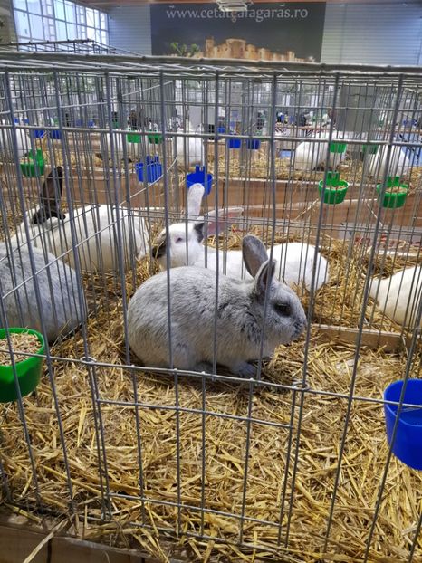  - u -EXPO TARA FAGARASULUI-EXPOZITIA NATIONALA CLUB BRAHMA-COCHIN FĂGĂRAȘ