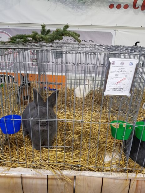  - u -EXPO TARA FAGARASULUI-EXPOZITIA NATIONALA CLUB BRAHMA-COCHIN FĂGĂRAȘ