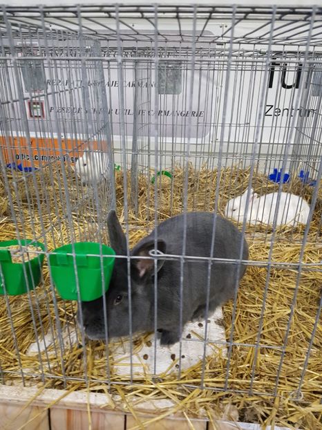  - u -EXPO TARA FAGARASULUI-EXPOZITIA NATIONALA CLUB BRAHMA-COCHIN FĂGĂRAȘ