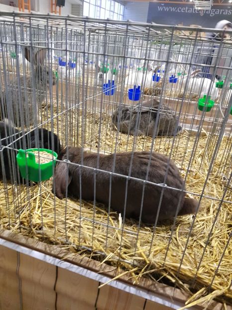  - u -EXPO TARA FAGARASULUI-EXPOZITIA NATIONALA CLUB BRAHMA-COCHIN FĂGĂRAȘ