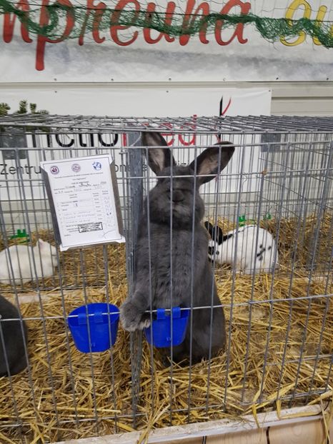  - u -EXPO TARA FAGARASULUI-EXPOZITIA NATIONALA CLUB BRAHMA-COCHIN FĂGĂRAȘ