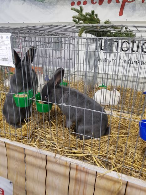  - u -EXPO TARA FAGARASULUI-EXPOZITIA NATIONALA CLUB BRAHMA-COCHIN FĂGĂRAȘ