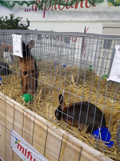  - u -EXPO TARA FAGARASULUI-EXPOZITIA NATIONALA CLUB BRAHMA-COCHIN FĂGĂRAȘ