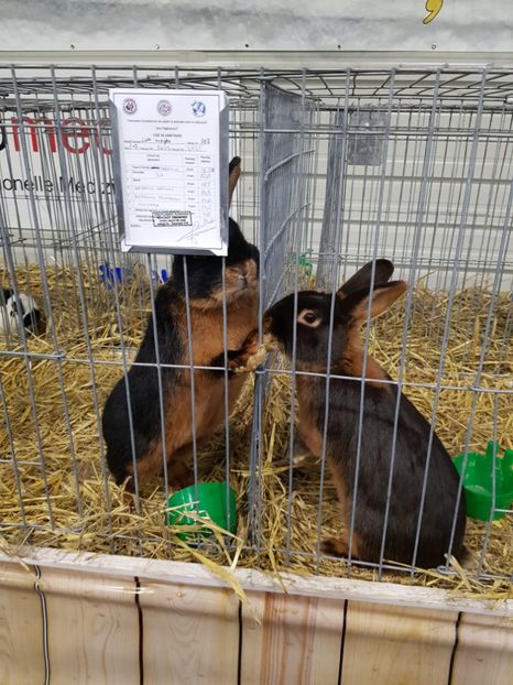  - u -EXPO TARA FAGARASULUI-EXPOZITIA NATIONALA CLUB BRAHMA-COCHIN FĂGĂRAȘ